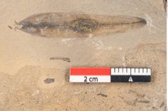Foto (Detailansicht) von Jordania moravica Helmh. (NHMW-GEO-2024-0188-11165)